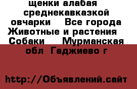 щенки алабая ( среднекавказкой овчарки) - Все города Животные и растения » Собаки   . Мурманская обл.,Гаджиево г.